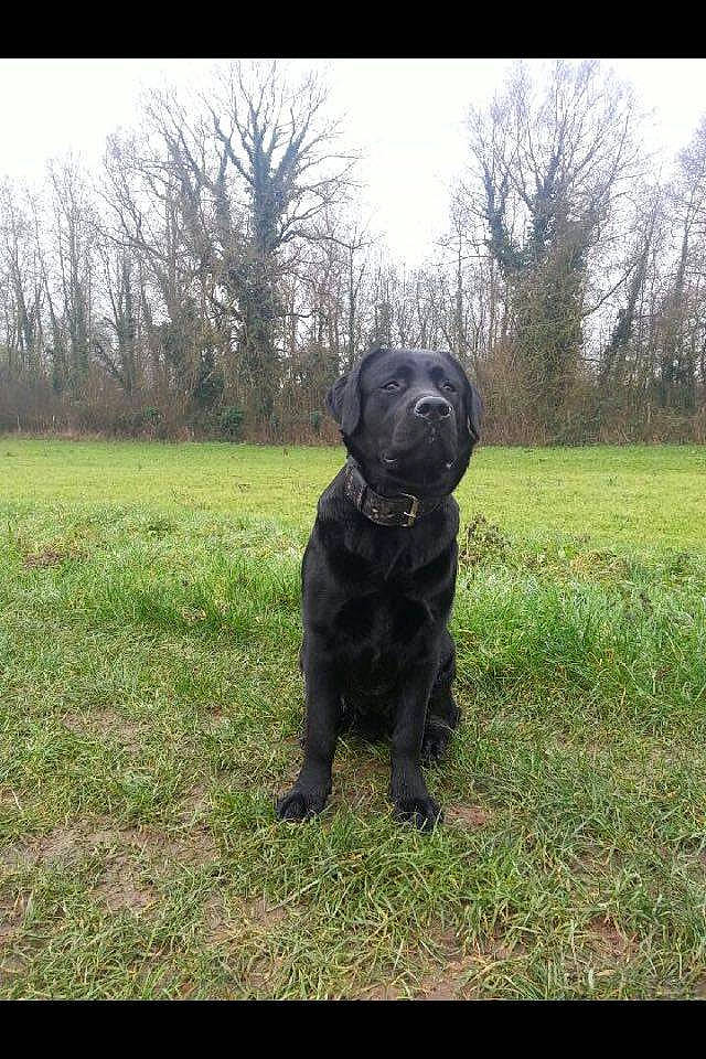 Larson a rejoint le concours — aidez-le/la à gagner de superbes lots ! borador, canidae, carnivore, companion_dog, dog, dog_breed, fawn, grass, grassland, guard_dog, gun_dog, pasture, plant, sky, snout, tail, toy_dog, tree, working_animal, working_dog