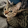 Squeak is registered to the contest to win money with this photo: cat, tabby_cat, pet, feline, animal, closeup, whiskers, ears, fur, eyes, indoor, blanket, texture, resting, cozy, soft, comfort, sleepy, cute, domestic_animal