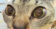 Squeak is registered to the contest to win money with this photo: cat, close_up, animal, pet, eyes, face, whiskers, indoor, person_hand, orange, green, curious, feline, fur, portrait, domestic_animal, background, window, exit_sign, holding