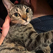 Squeak joined the competition — help win amazing prizes! cat, tabby, pet, animal, close_up, fur, whiskers, ears, eyes, human_hand, domestic, cute, striped, mammal, indoor, portrait, looking, resting, feline, soft_lighting