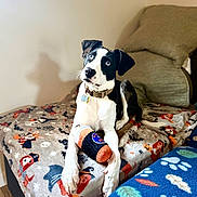 Daisy joined the competition — help win amazing prizes! dog, black_and_white, blue_eyes, plush_toy, blanket, halloween, indoor, cozy, furniture, curious, pet, collar, wooden_floor, couch, shadow, playful, animal, paw_prints, fall, decor