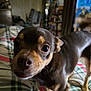 animal, bed, black_fur, blanket, blurred_background, brown_fur, canine, close_up, companion, curious, dog, face, indoors, pet, plaid, room, shelf, small_dog, whiskers, window