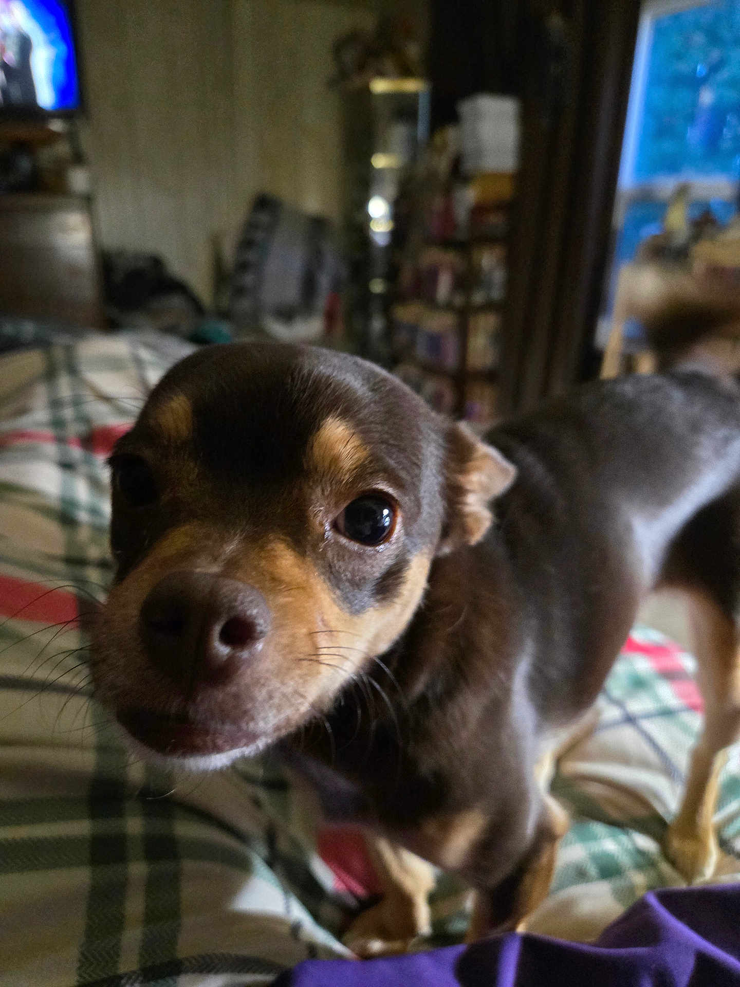 Hazel