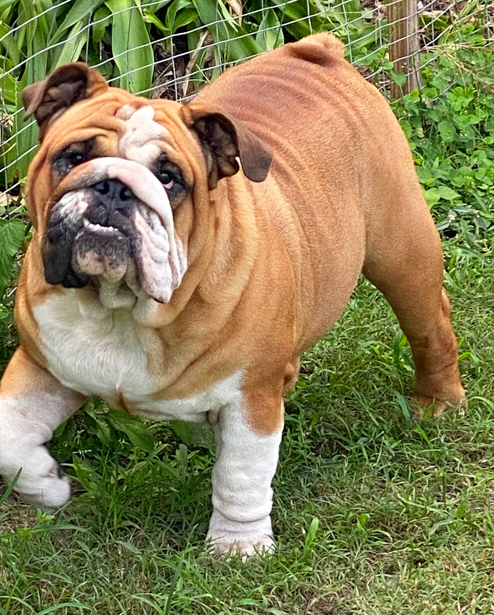 Dagoose joined the competition — help win amazing prizes! bulldog, canidae, carnivore, companion_dog, dog, dog_breed, fawn, fur, grass, natural_material, non_sporting_group, old_english_bulldog, plant, snout, sporting_group, terrestrial_animal, white_english_bulldog, wrinkle