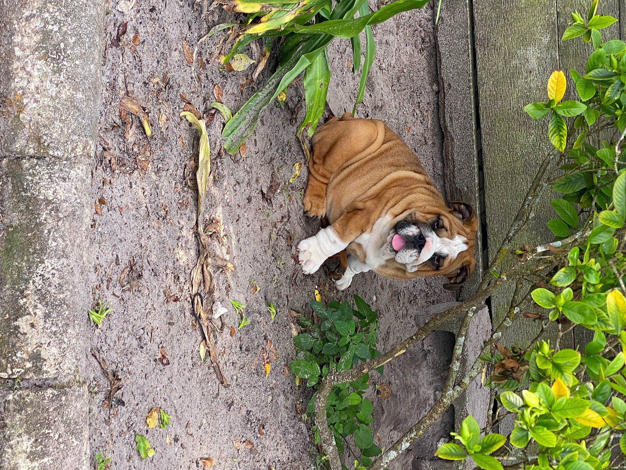 Dagoose joined the competition — help win amazing prizes! canidae, carnivore, companion_dog, dog, dog_breed, dog_supply, fawn, felidae, grass, leash, pet_supply, plant, road_surface, shadow, shar_pei, soil, sporting_group, tail, wood, working_animal