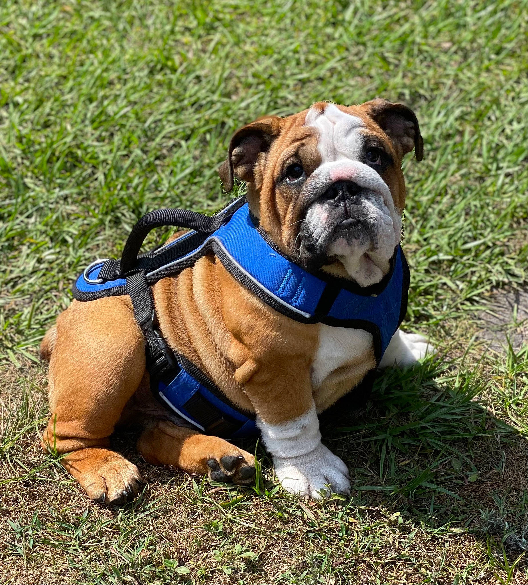 Dagoose joined the competition — help win amazing prizes! adventure, bulldog, canidae, carnivore, collar, companion_dog, dog, dog_breed, dog_collar, dog_supply, electric_blue, fawn, grass, leash, plant, snout, sporting_group, tree, white_english_bulldog, wrinkle