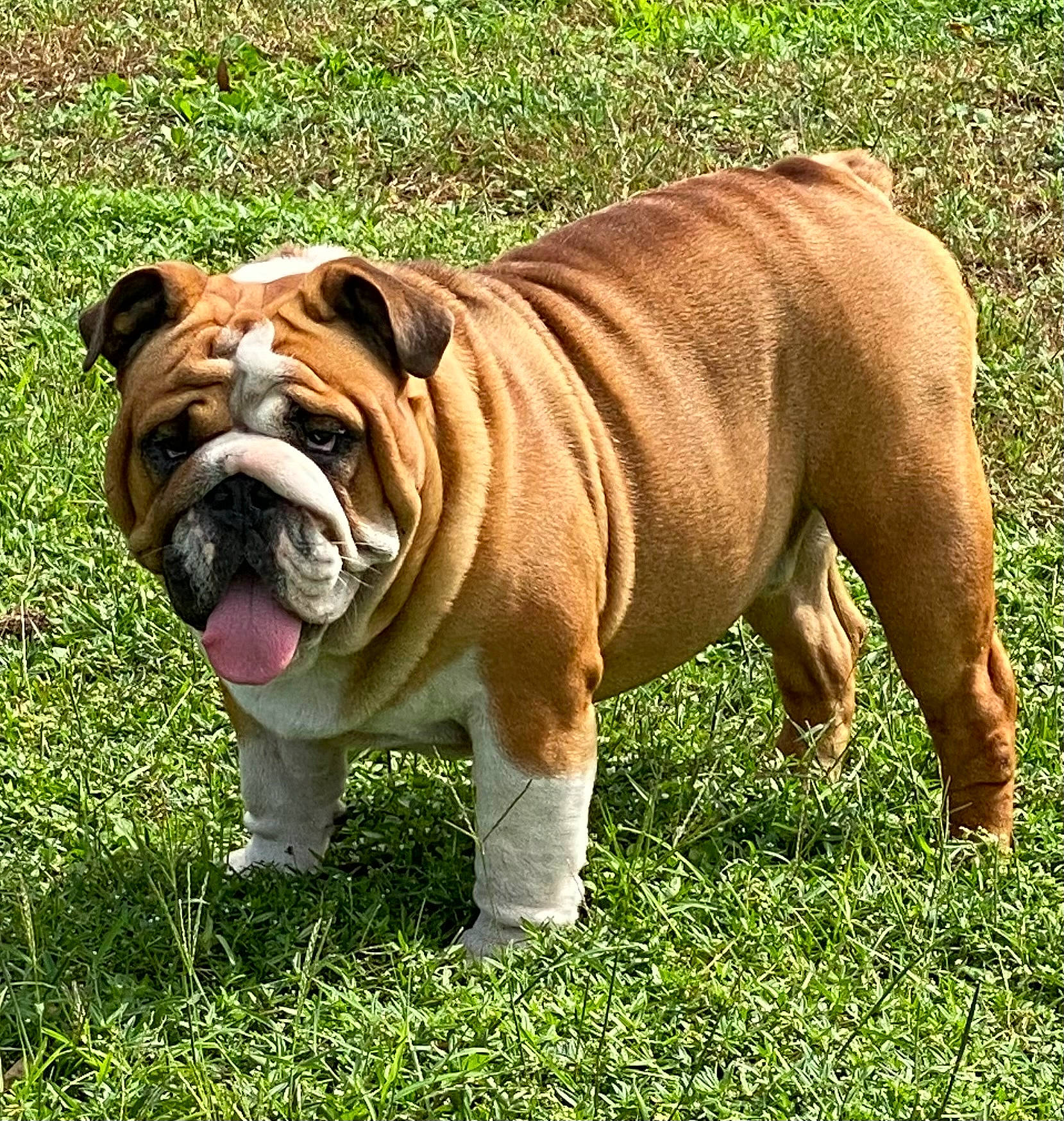 Dagoose is registered to the contest to win money with this photo: ancient_dog_breeds, bulldog, canidae, carnivore, companion_dog, dog, dog_breed, fawn, felidae, grass, molosser, non_sporting_group, plant, shar_pei, snout, sporting_group, terrestrial_animal, white_english_bulldog, working_dog, wrinkle