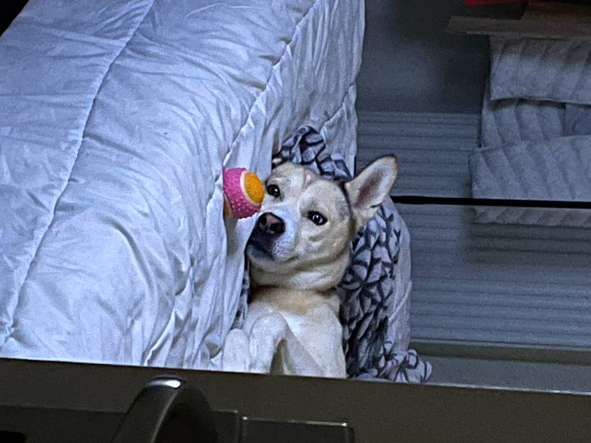 Falko participe au concours pour gagner de l'argent avec cette photo : big_cats, canidae, carnivore, comfort, companion_dog, couch, display_device, fawn, felidae, flat_panel_display, fur, head, linens, sculpture, small_to_medium_sized_cats, stuffed_toy, terrestrial_animal, tree, whiskers, wildlife