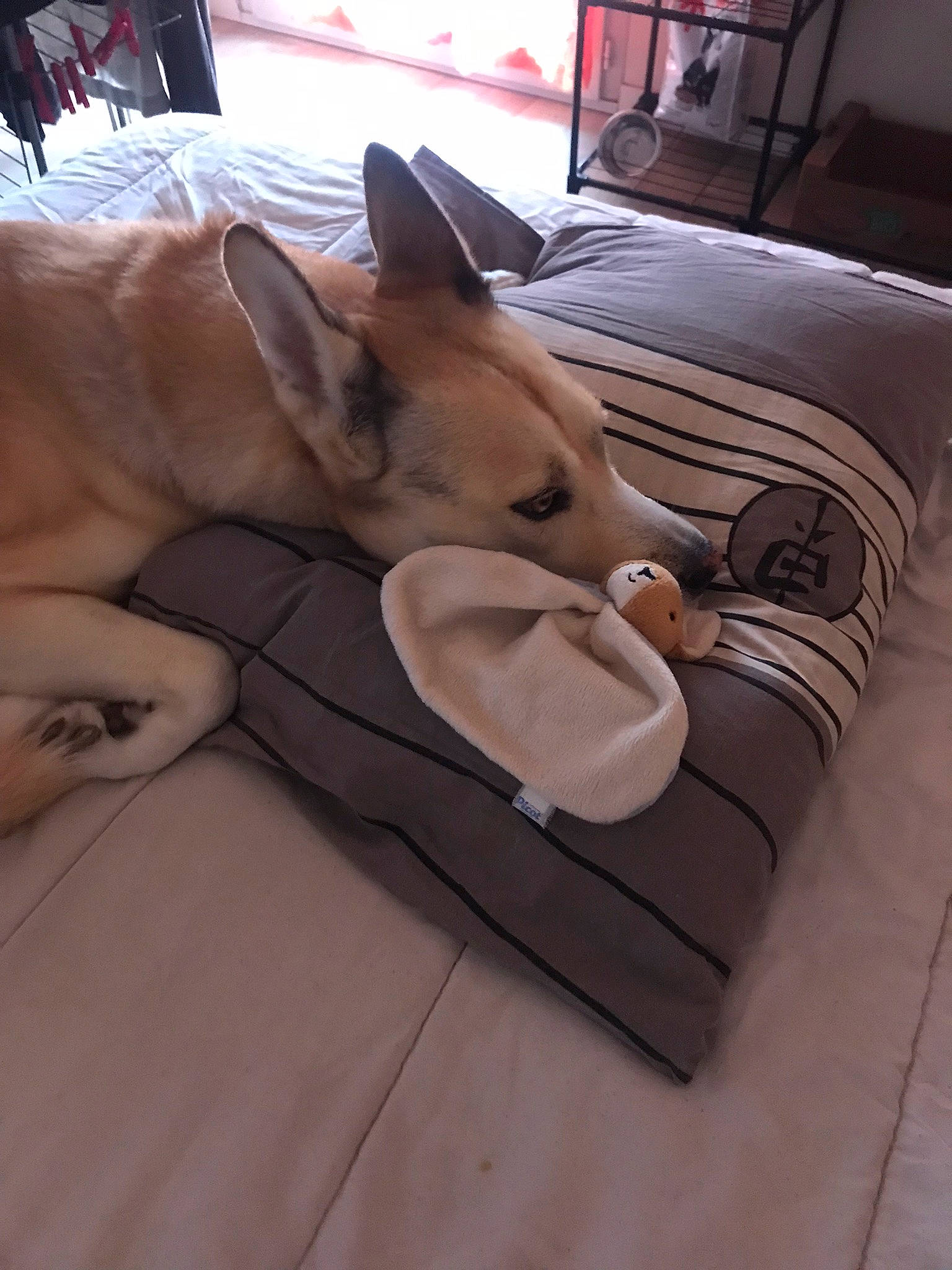 Falko participe au concours pour gagner de l'argent avec cette photo : canidae, carnivore, comfort, companion_dog, dog, dog_breed, dog_supply, fawn, flooring, hardwood, linens, nap, personal_luxury_car, room, sitting, sporting_group, toy_dog, whiskers, wood, working_animal