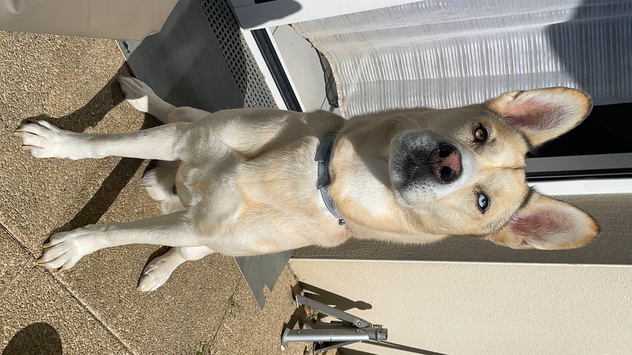 Falko a rejoint le concours — aidez-le/la à gagner de superbes lots ! canidae, carnivore, collar, comfort, companion_dog, couch, dog, dog_breed, dog_supply, fawn, flooring, fur, paw, pet_supply, snout, sporting_group, tail, terrestrial_animal, whiskers, working_animal