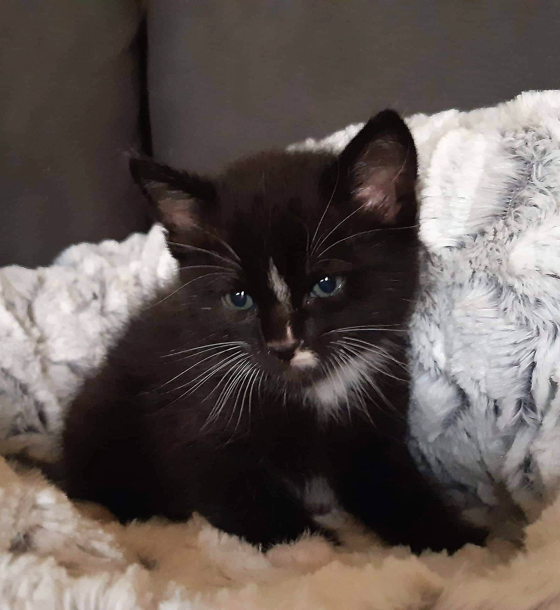 Cacahouète a rejoint le concours — aidez-le/la à gagner de superbes lots ! black_cat, carnivore, cat, cat_bed, cat_supply, claw, comfort, domestic_short_haired_cat, felidae, fur, grey, monochrome_photography, paw, pet_supply, small_to_medium_sized_cats, snout, tail, terrestrial_animal, whiskers