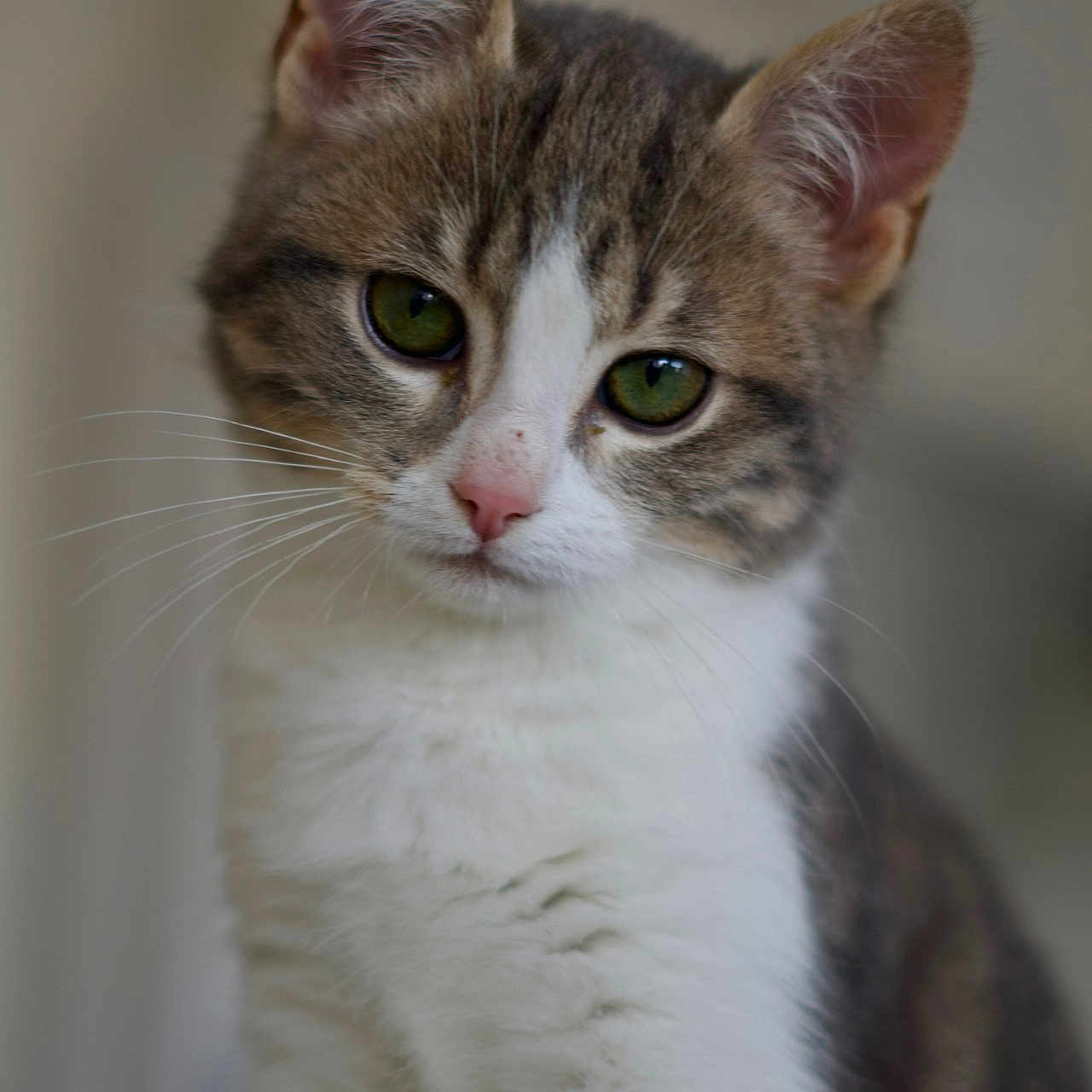Atchoum a rejoint le concours — aidez-le/la à gagner de superbes lots ! adorable, cat, close_up, curious, domestic_animal, ears, face, fur, green_eyes, indoor, kitten, pet, pink_nose, portrait, shallow_depth_of_field, sitting, soft_light, tabby, whiskers, white_fur