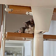 Atchoum participe au concours pour gagner de l'argent avec cette photo : cat, kitten, sleeping, pet, wooden_shelf, white_pole, indoor, nap, paws, whiskers, closeup, shallow_depth_of_field, furniture, cozy, resting, cute, face, household, blurred_background, portrait