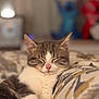 Atchoum a rejoint le concours — aidez-le/la à gagner de superbes lots ! cat, tabby_cat, sleeping, pet, indoor, bed, blanket, patterned_bedding, pink_nose, whiskers, fur, ears, paws, close_up, portrait, bokeh, soft_lighting, cozy, domestic, stuffed_toy