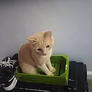 George is registered to the contest to win money with this photo: cat, crate, green, wooden, box, black, sneakers, shoes, floor, carpet, indoor, animal, pet, light_brown_cat, feline, small_crate, sitting, looking_down, plain_wall, gray_wall