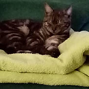 Michka a rejoint le concours — aidez-le/la à gagner de superbes lots ! cat, striped, animal, pet, feline, resting, sleeping, blanket, soft, yellow, green, cozy, fur, domestic, indoor, cute, relaxed, comfort, paw, ears