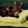 cat, striped, animal, pet, feline, resting, sleeping, blanket, soft, yellow, green, cozy, fur, domestic, indoor, cute, relaxed, comfort, paw, ears
