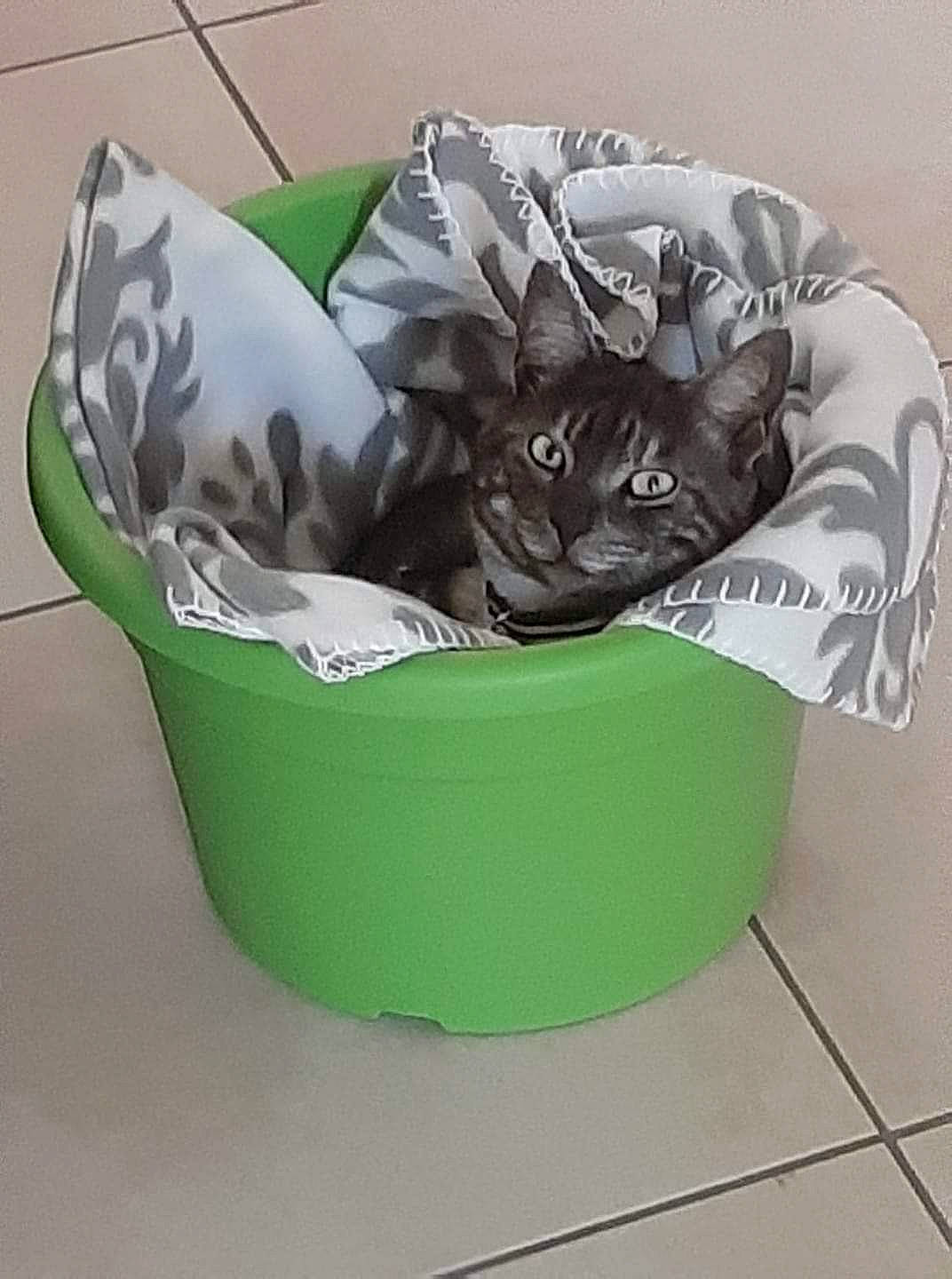 Michka participe au concours pour gagner de l'argent avec cette photo : carnivore, cat, cat_bed, cat_supply, comfort, domestic_short_haired_cat, felidae, pet_supply, small_to_medium_sized_cats, whiskers