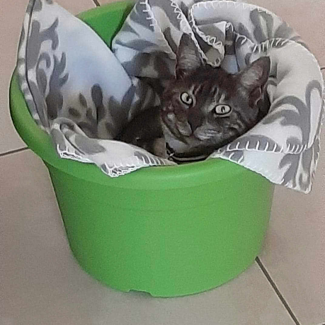 Michka