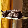 Michka a rejoint le concours — aidez-le/la à gagner de superbes lots ! cat, tabby, sleeping, cat_tree, curtains, sunlight, indoor, feline, resting, cozy, pet, home, window_light, furniture, domestic_animal, brown, striped, relaxed, quiet, peaceful
