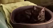 Michka a rejoint le concours — aidez-le/la à gagner de superbes lots ! cat, cats, pet_bed, blanket, couch, furniture, indoor, cozy, resting, sleeping, animal, feline, two_cats, brown_cat, black_cat, soft, relaxation, home, companion, domestic