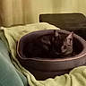 cat, cats, pet_bed, blanket, couch, furniture, indoor, cozy, resting, sleeping, animal, feline, two_cats, brown_cat, black_cat, soft, relaxation, home, companion, domestic