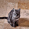 Michka a rejoint le concours — aidez-le/la à gagner de superbes lots ! cat, tabby_cat, gray_cat, pet, animal, feline, sitting, floor, stone_floor, indoor, green_eyes, looking, fur, whiskers, ears, tail, cute, domestic_animal, portrait, alone