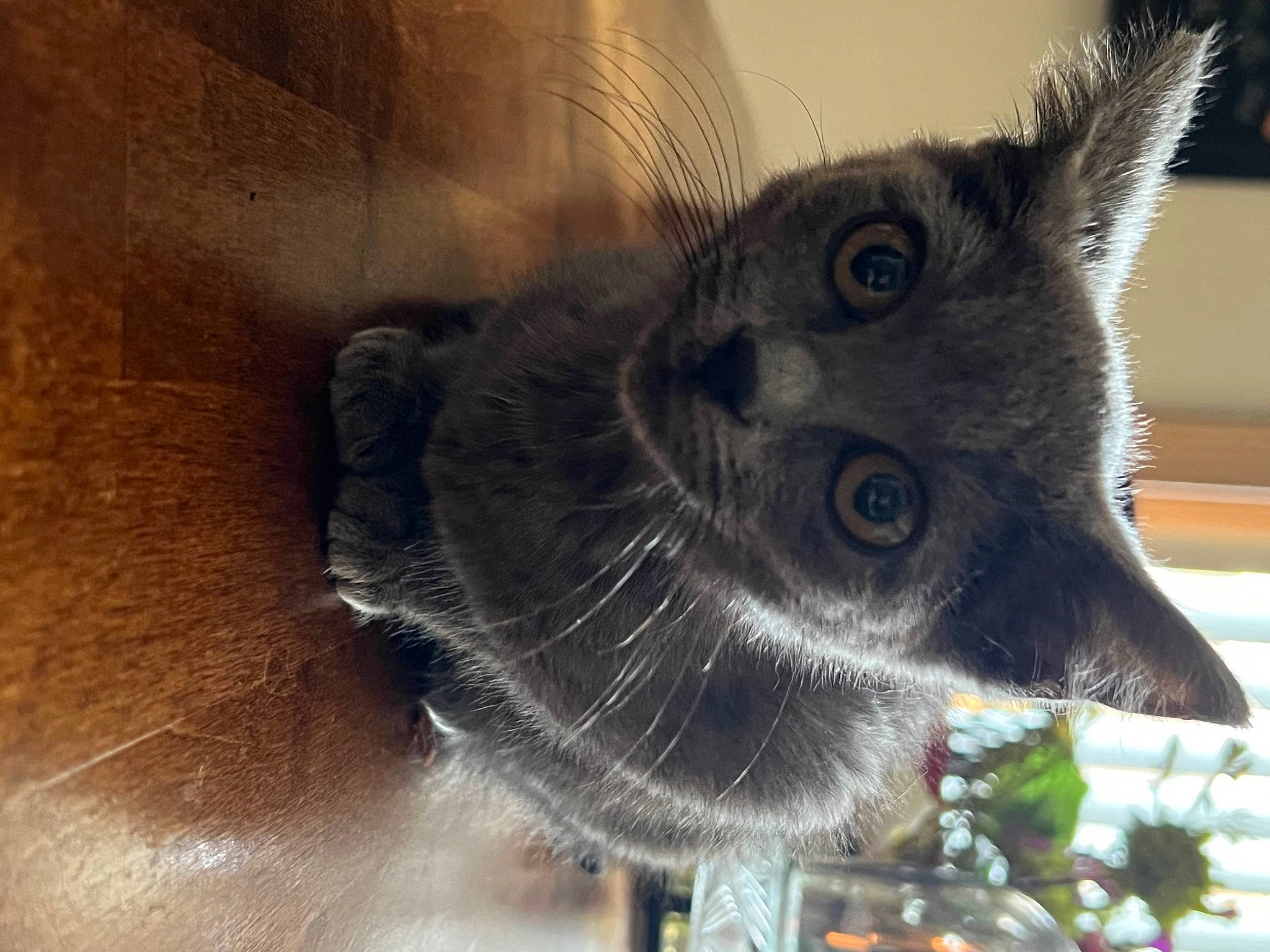 Stella is registered to the contest to win money with this photo: art, black_cat, carnivore, cat, dog_breed, domestic_short_haired_cat, felidae, fur, plant, small_to_medium_sized_cats, snout, tail, terrestrial_animal, tree, whiskers, wildlife, window