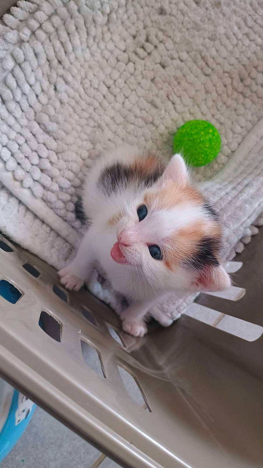 Simba a rejoint le concours — aidez-le/la à gagner de superbes lots ! carnivore, cat, claw, comfort, domestic_short_haired_cat, fawn, felidae, fur, paw, small_to_medium_sized_cats, snout, tail, whiskers, wood, woven_fabric