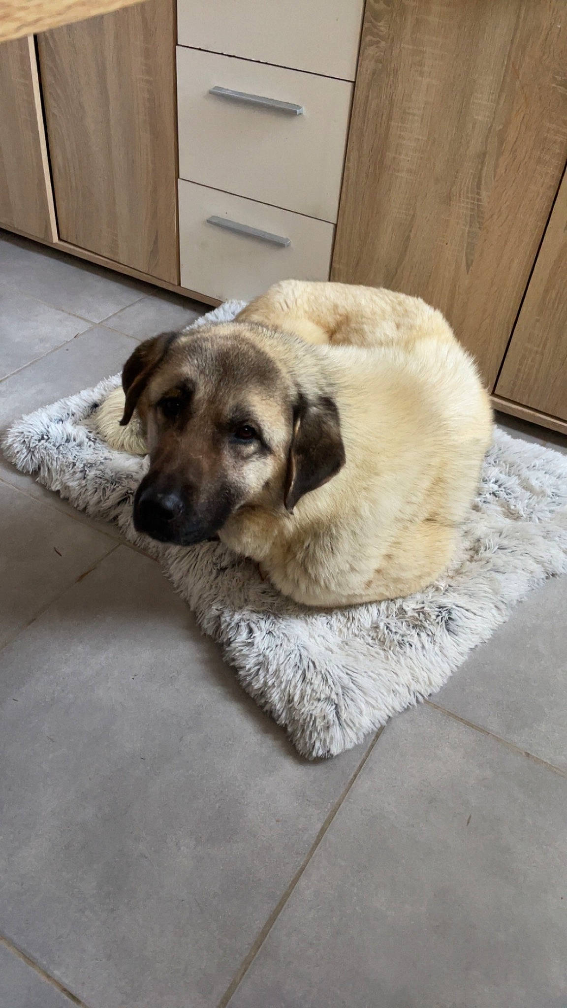 Tochka participe au concours pour gagner de l'argent avec cette photo : cabinetry, canidae, carnivore, chest_of_drawers, companion_dog, dog, dog_breed, door, drawer, fawn, flooring, fur, hardwood, paw, pet_supply, snout, sporting_group, tail, wood, working_animal