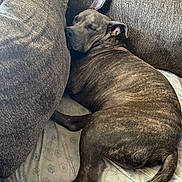 Greyson joined the competition — help win amazing prizes! dog, sleeping, brindle, couch, cushion, bed, indoor, resting, pet, animal, fur, tail, paw, comfort, relaxation, cozy, closeup, brown, pattern, snooze