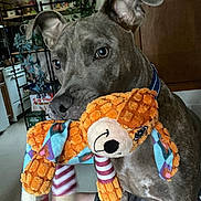 Greyson joined the competition — help win amazing prizes! dog, plush_toy, indoor, brindle, pet, playful, ears, fur, toy, home, furniture, decor, floor, collar, animal, cute, closeup, expression, living_room, sitting