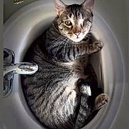 Willie joined the competition — help win amazing prizes! animal, bathroom, cat, cozy, curled_up, cute, cute_pet, domestic_cat, feline, fur, indoor, one_eye, one_eyed_cat, paw, pet, relaxed, resting, sink, tabby_cat, whiskers