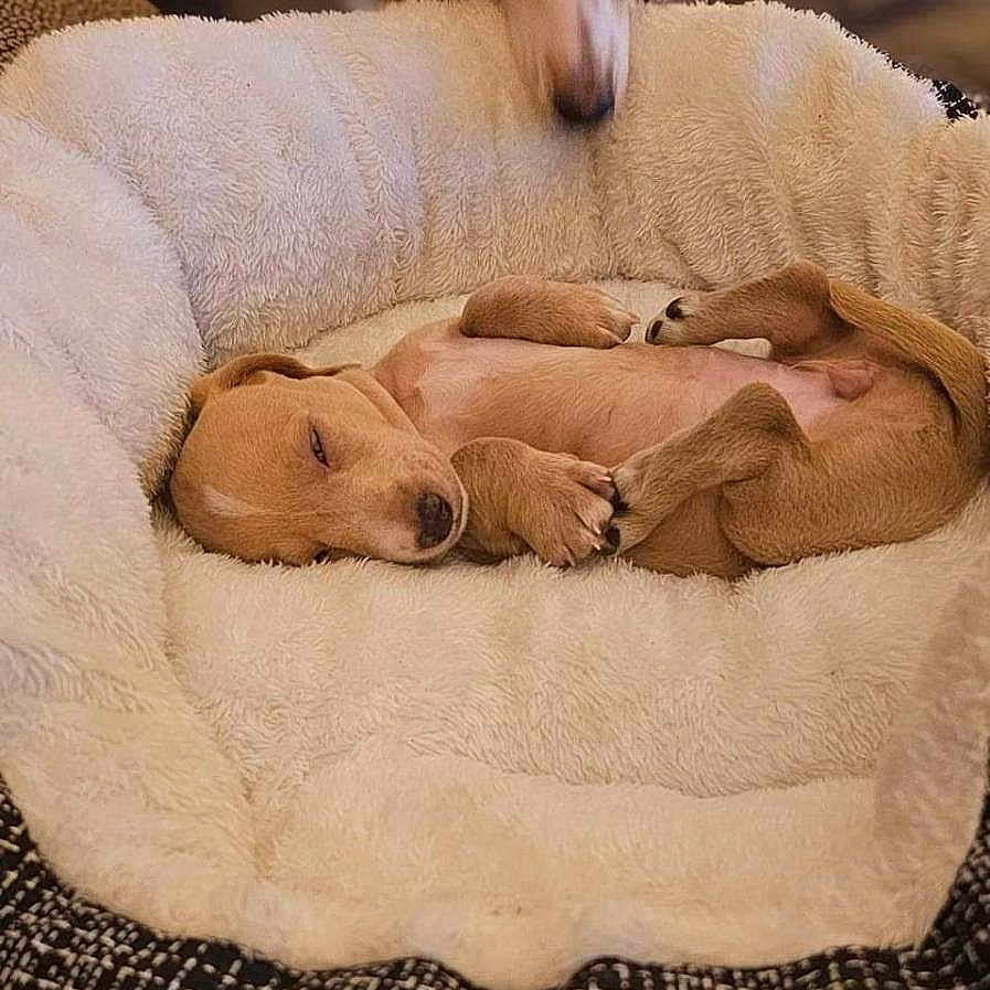 Bella is registered to the contest to win money with this photo: animal, canine, dog, dogbed, hound, infantbed, pet, puppy