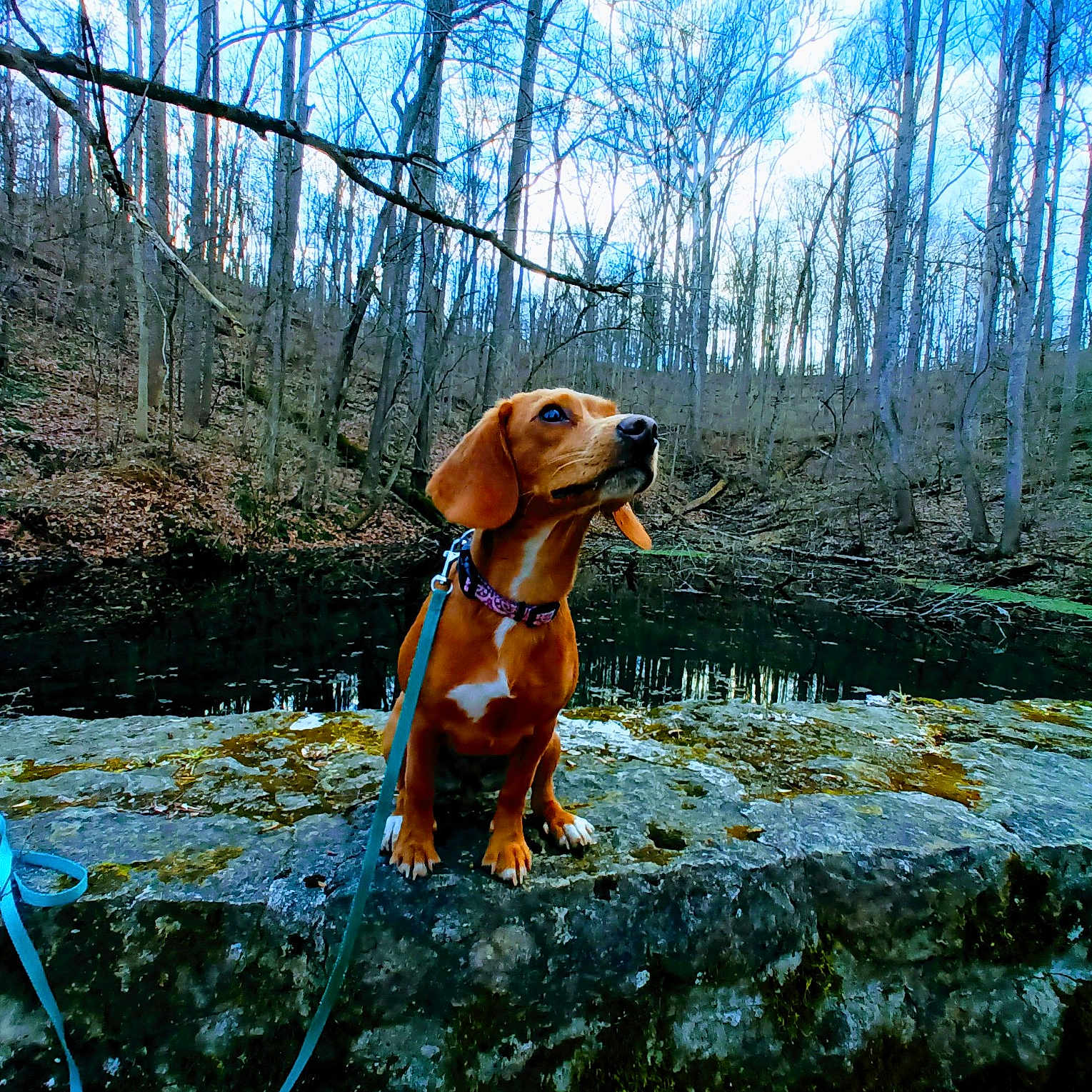 Zoeybug