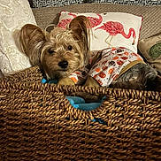 Chester joined the competition — help win amazing prizes! dog, basket, pillow, flamingo, indoor, cozy, pet, small_dog, fur, resting, cute, animal, blanket, fabric, pattern, sleeping, home, relaxing, textile, comfort