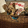 dog, basket, pillow, flamingo, indoor, cozy, pet, small_dog, fur, resting, cute, animal, blanket, fabric, pattern, sleeping, home, relaxing, textile, comfort