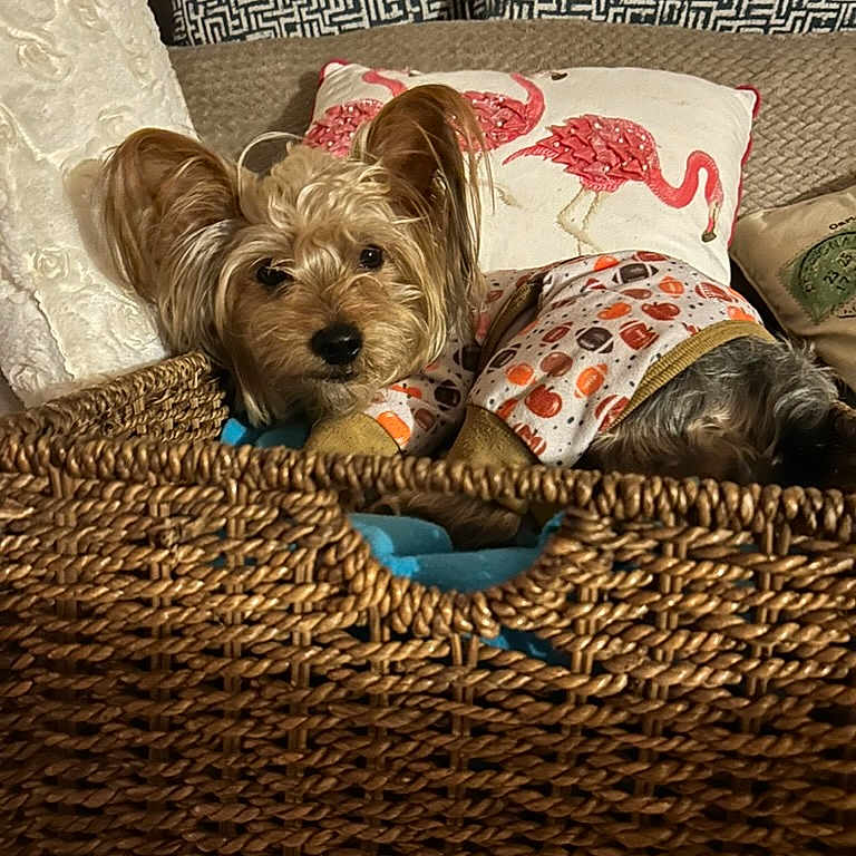 Chester joined the competition — help win amazing prizes! dog, basket, pillow, flamingo, indoor, cozy, pet, small_dog, fur, resting, cute, animal, blanket, fabric, pattern, sleeping, home, relaxing, textile, comfort