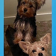 Libbey And Bandit joined the competition — help win amazing prizes! dog, small_dog, puppy, ears, fluffy, carpet, floor, indoor, pet, animal, fur, cute, looking_up, two_dogs, companion, friendship, brown, black, tan, curious