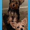 dog, small_dog, puppy, ears, fluffy, carpet, floor, indoor, pet, animal, fur, cute, looking_up, two_dogs, companion, friendship, brown, black, tan, curious
