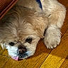 dog, pet, fluffy, tongue_out, wooden_floor, blanket, resting, cute, animal, canine, fur, indoor, closeup, sleepy, cozy, paw, brown, white, small_dog, relaxed