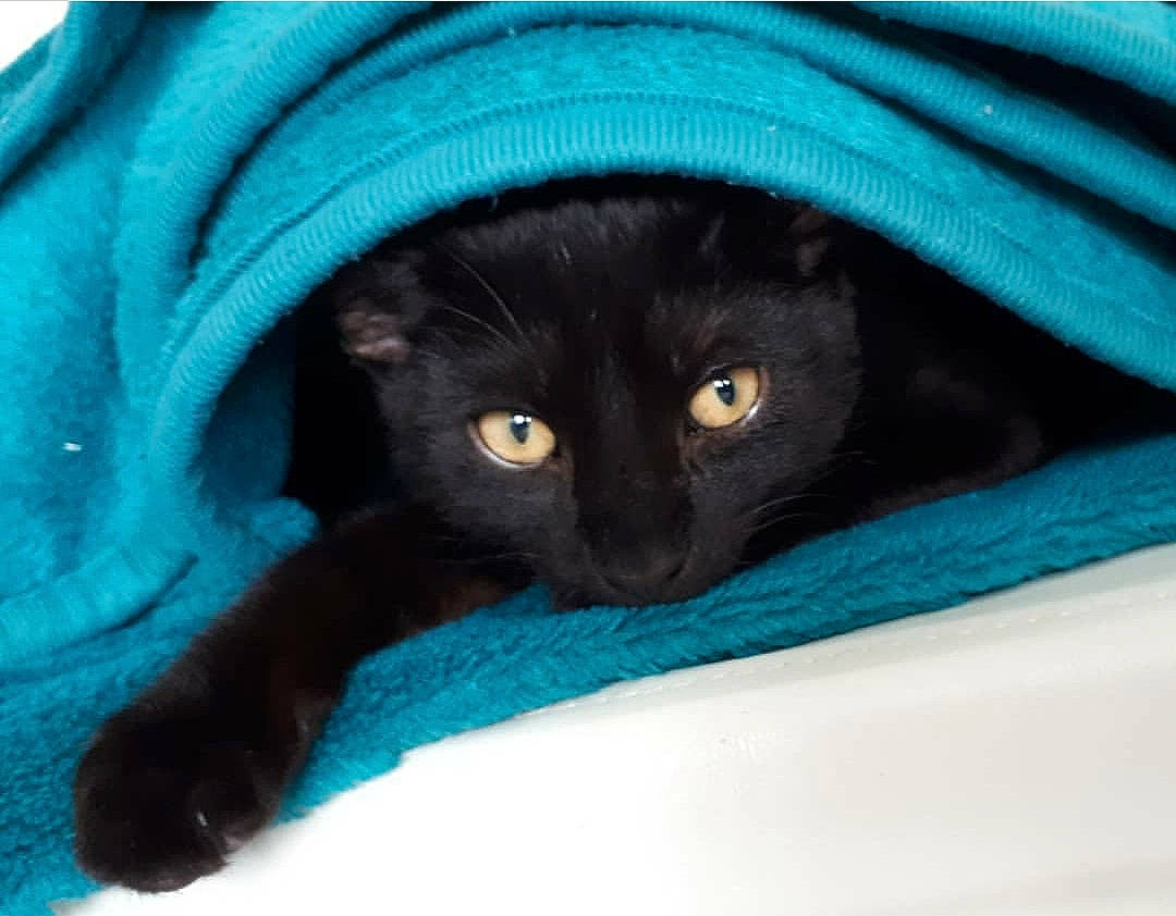 Pharaoh is registered to the contest to win money with this photo: asian, black_cat, blue, bombay, burmese, carnivore, cat, domestic_short_haired_cat, eye, felidae, fur, green, kitten, korat, mammal, small_to_medium_sized_cats, snout, tail, turquoise, whiskers