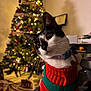 cat, christmas_tree, holiday, sweater, festive, black_and_white, pet, indoor, decorations, lights, cozy, whiskers, curious, collar, furniture, home, blurred_background, warm_lighting, cute, seasonal