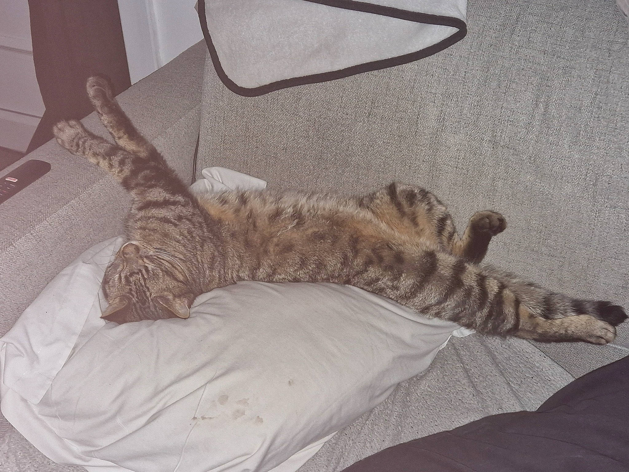 Simba a rejoint le concours — aidez-le/la à gagner de superbes lots ! bed_sheet, bedding, chair, claw, comfort, domestic_short_haired_cat, duvet, felidae, flooring, fur, grey, hardwood, linens, nap, sleep, small_to_medium_sized_cats, tail, terrestrial_animal, whiskers, wood