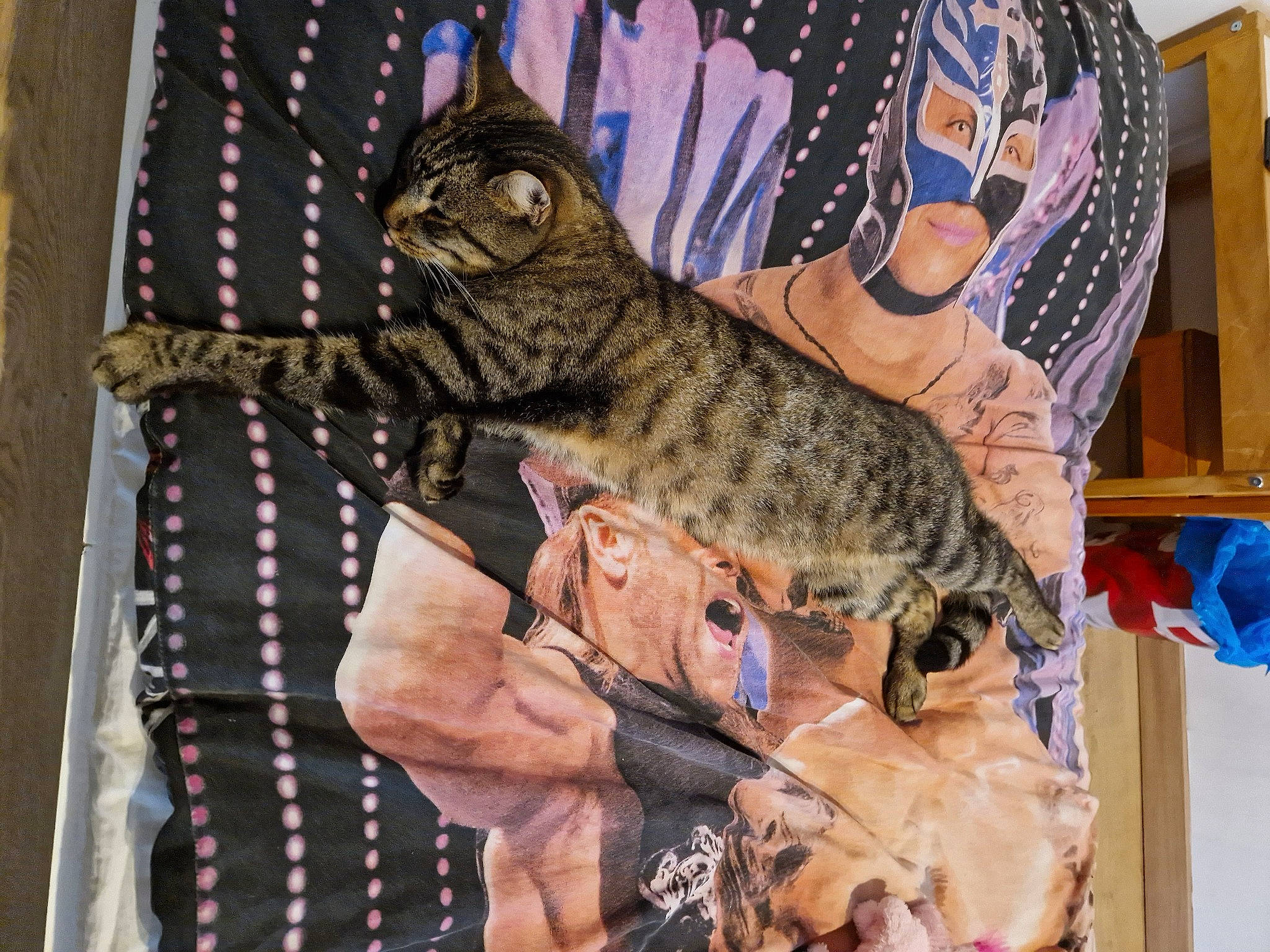 Simba participe au concours pour gagner de l'argent avec cette photo : animal_training, art, carnivore, cat, claw, domestic_short_haired_cat, fawn, felidae, fur, pattern, plaid, small_to_medium_sized_cats, snout, tail, tartan, terrestrial_animal, whiskers, wildlife