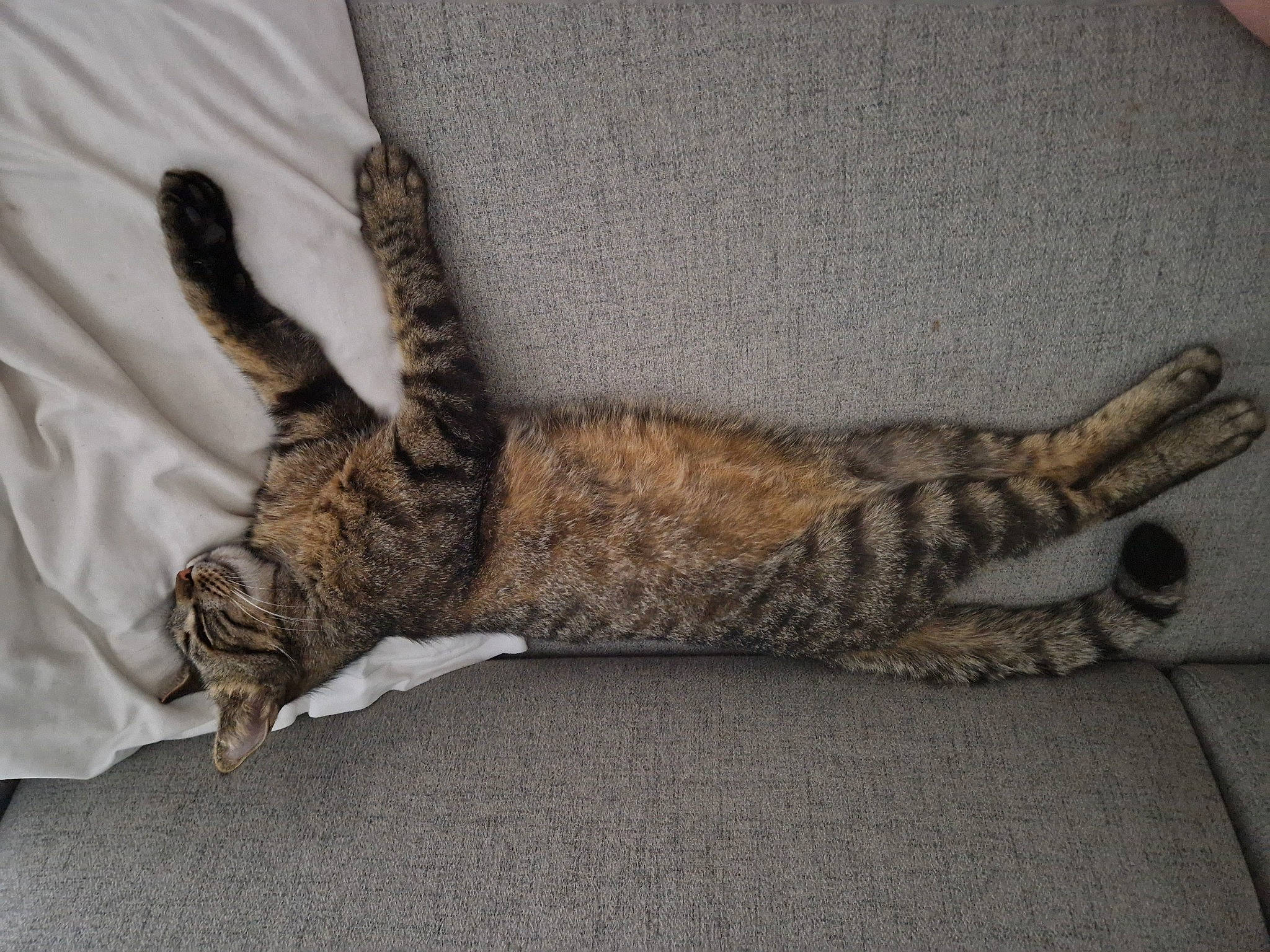 Simba participe au concours pour gagner de l'argent avec cette photo : carnivore, cat, claw, comfort, domestic_short_haired_cat, felidae, flooring, fur, grey, linens, nap, paw, small_to_medium_sized_cats, tail, terrestrial_animal, whiskers, wood