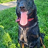 Hadès a rejoint le concours — aidez-le/la à gagner de superbes lots ! dog, black_dog, grass, outdoor, sunny, tongue_out, happy, pet, canine, nature, park, leash, harness, greenery, trees, pathway, animal, daylight, mammal, sitting