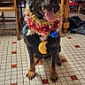 Hadès a rejoint le concours — aidez-le/la à gagner de superbes lots ! dog, black_dog, tinsel, festive, holiday, collar, tongue_out, indoor, kitchen, tiled_floor, wooden_chair, table, bottle, decorations, pet, animal, happy, sitting, household, celebration