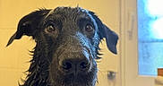 Hadès participe au concours pour gagner de l'argent avec cette photo : dog, wet, bathroom, black_fur, pet, bathtub, window, indoor, portrait, looking, canine, ears, fur, dripping, closeup, animal, home, expression, face, domestic