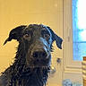 dog, wet, bathroom, black_fur, pet, bathtub, window, indoor, portrait, looking, canine, ears, fur, dripping, closeup, animal, home, expression, face, domestic